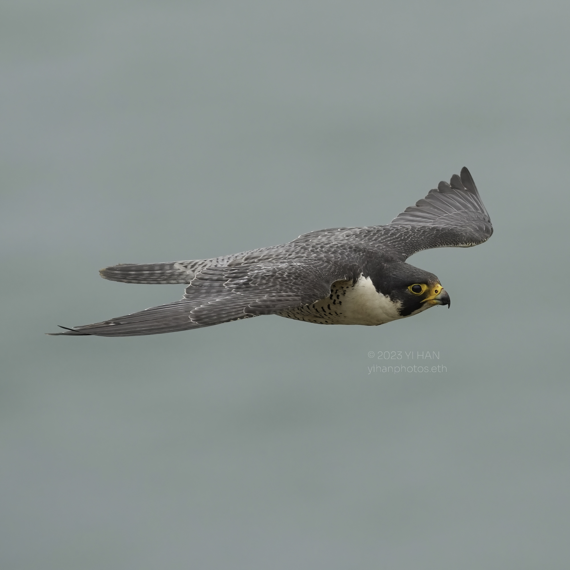 peregrine _falcon_1